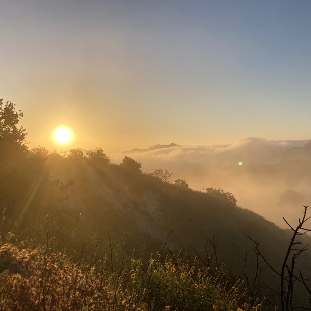 Meet your Posher, Golden Day Star